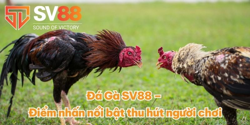 Đá Gà SV88 – Điểm nhấn nổi bật thu hút người chơi