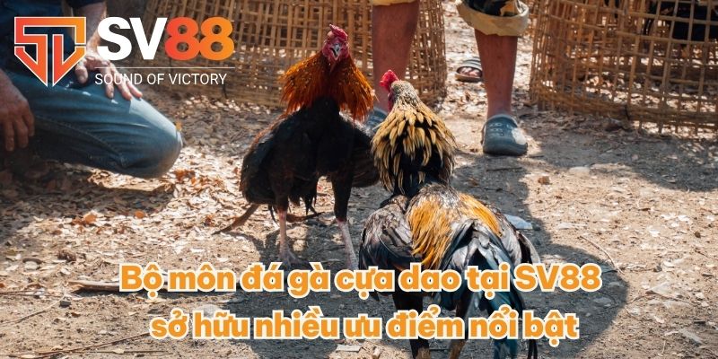 Bộ môn đá gà cựa dao tại SV88 sở hữu nhiều ưu điểm nổi bật