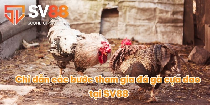 Chỉ dẫn các bước tham gia đá gà cựa dao tại SV88