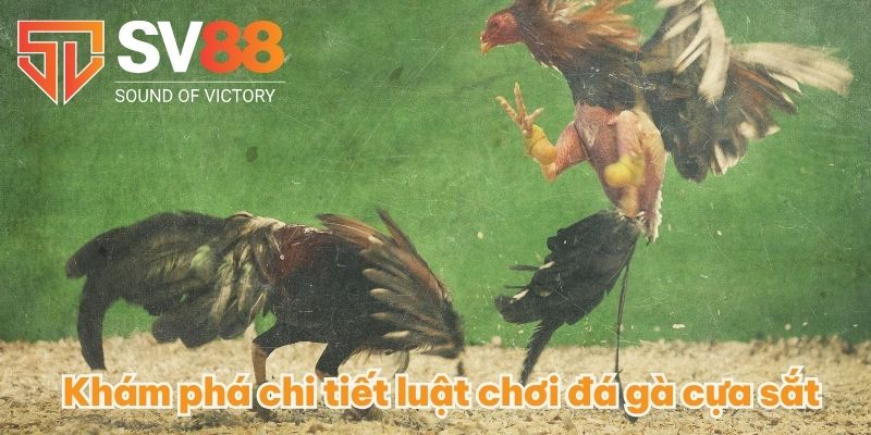 Khám phá chi tiết luật chơi đá gà cựa sắt