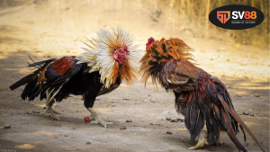 Lịch sử và sự phát triển của rap cược trong văn hóa giải trí Việt Nam