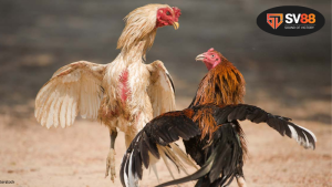 Sức hấp dẫn của trận đá gà 24 tỷ - những yếu tố làm nên thương hiệu