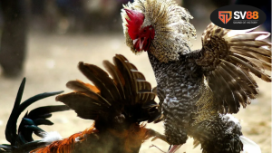 Đá gà giải Tonhon – Truyền thống đậm đà