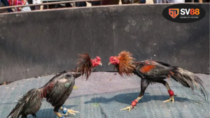 Lịch sử và ý nghĩa của đá gà 9999 trong văn hóa Việt Nam