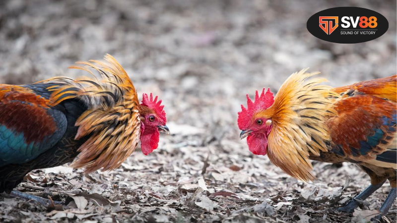 Luật đá gà - Tìm hiểu quy định và hướng dẫn chơi 2 Hiểu rõ về luật đá gà - Cơ sở pháp lý và quy định chung