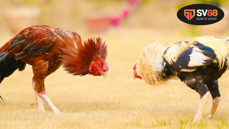 Hiểu rõ về ngũ hành và mối liên hệ với trò chơi đá gà