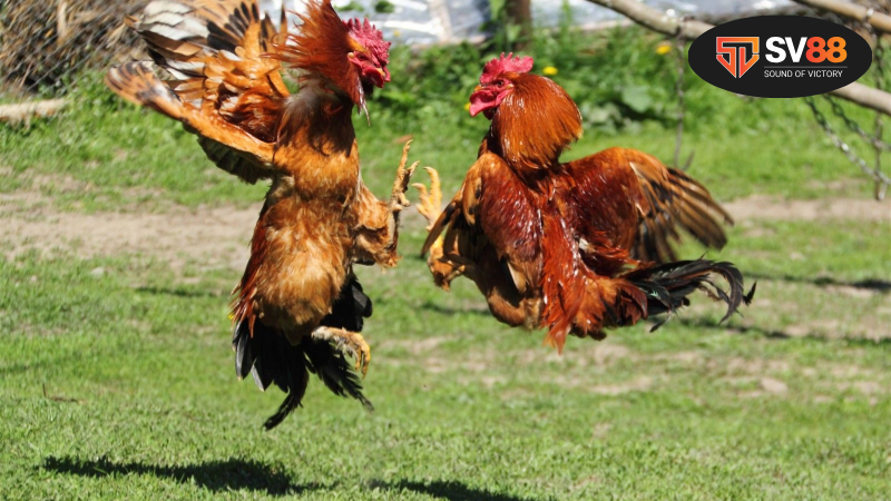 Màu mạng đá gà hôm nay - Bí quyết chọn đấu 2 Hiểu rõ về ý nghĩa của các màu mạng đá gà hôm nay